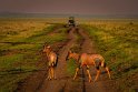 085 Masai Mara, lierantilopes